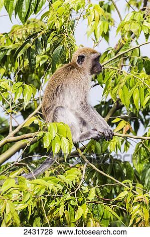 Crab-eating macaque or long-tailed macaque (Macaca fascicularis), Siuhan, Lake Toba, North Sumatra, Indonesia View Large Photo Image Stock Photo - Crab-eating macaque or long-tailed macaque (Macaca fascicularis), Siuhan, Lake Toba, North Sumatra, Indonesia. Fotosearch