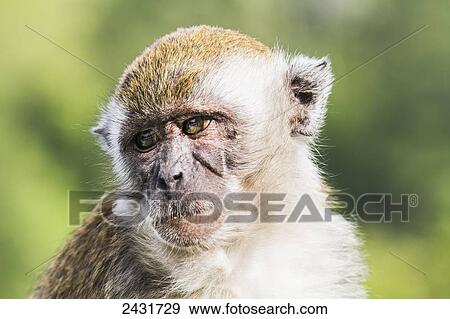 Crab-eating macaque or long-tailed macaque (Macaca fascicularis), Siuhan, Lake Toba, North Sumatra, Indonesia View Large Photo Image Stock Photo - Crab-eating macaque or long-tailed macaque (Macaca fascicularis), Siuhan, Lake Toba, North Sumatra, Indonesia. Fotosearch