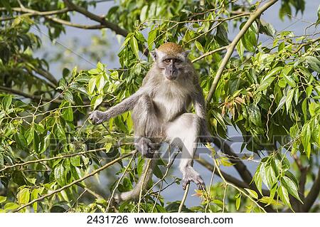 Crab-eating macaque or long-tailed macaque (Macaca fascicularis), Siuhan, Lake Toba, North Sumatra, Indonesia View Large Photo Image Stock Photograph - Crab-eating macaque or long-tailed macaque (Macaca fascicularis), Siuhan, Lake Toba, North Sumatra, Indonesia. Fotosearch
