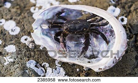 Crab in abelone shell; Queen Charlotte, British Columbia, Canada View Large Photo Image Stock Photo - Crab in abelone shell; Queen Charlotte, British Columbia, Canada. Fotosearch