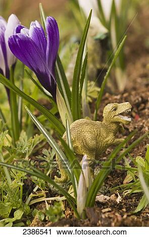 Stock Image - Crocuses in bloom in springtime with a dinosaur sculpture; Astoria, Oregon, United States of America. Fotosearch