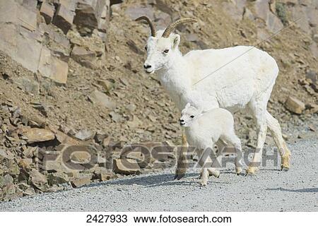 Dall Lamb and Ewe take a stroll down the Denali park road in springtime, Denali National Park; Alaska, United States of America View Large Photo Image Stock Image - Dall Lamb and Ewe take a stroll down the Denali park road in springtime, Denali National Park; Alaska, United States of America. Fotosearch