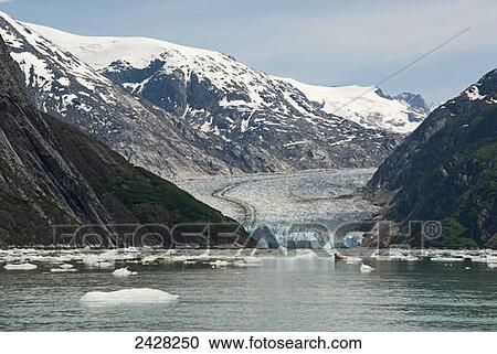 Dawes Glacier in Endicott Arm of Tracy Arm-Fords Terror Wilderness with Coast Mountains and harbor seals (Phoca vitulina) visible on icebergs in foreground; Alaska, United States of America View Large Photo Image Stock Image - Dawes Glacier in Endicott Arm of Tracy Arm-Fords Terror Wilderness with Coast Mountains and harbor seals (Phoca vitulina) visible on icebergs in foreground; Alaska, United States of America. Fotosearch