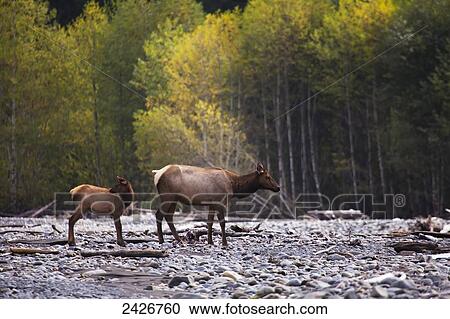 Stock Image - Deer and it's fawn on the rocky shore; Washington, United States of America. Fotosearch