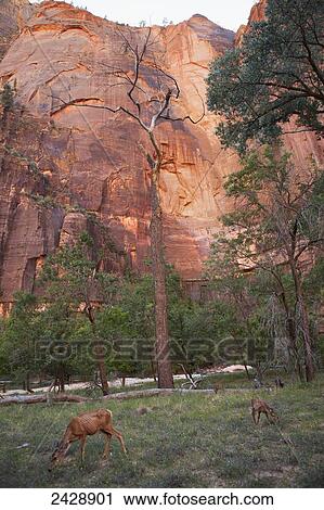 Deer walking along the Virgin River in Zion Canyon, Zion National Park; Utah, United States of America View Large Photo Image Stock Image - Deer walking along the Virgin River in Zion Canyon, Zion National Park; Utah, United States of America. Fotosearch