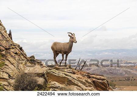 Picture - Desert Bighorn sheep (Ovis canadensis) ewe standing on a rock outcrop with the city of Grand Junction in the background; Grand Junction, Colorado, United States of America. Fotosearch