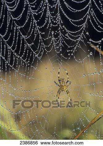 Dew collects on the web of a European Garden Spider; Astoria, Oregon, United States of America View Large Photo Image Stock Photograph - Dew collects on the web of a European Garden Spider; Astoria, Oregon, United States of America. Fotosearch