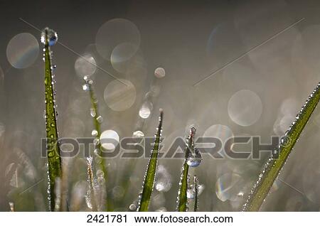 Stock Image - Dew sparkles in the grass; Astoria, Oregon, United States of America. Fotosearch