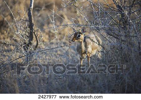 Dik-Dik (Madoqua) in the serengeti in winter; Tanzania View Large Photo Image Stock Photo - Dik-Dik (Madoqua) in the serengeti in winter; Tanzania. Fotosearch