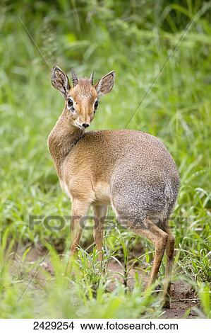 Picture - Dik-dik, the worlds smallest antelope, near Kruger National Park; South Africa. Fotosearch