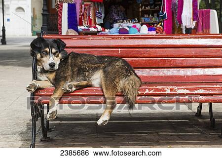 Dog sleeping on a red bench; Punta Arenas, Magallanes, Chile View Large Photo Image Stock Photograph - Dog sleeping on a red bench; Punta Arenas, Magallanes, Chile. Fotosearch