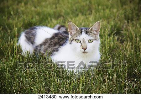 Domestic cat lying in the grass; Alliston, Ontario, Canada View Large Photo Image Stock Image - Domestic cat lying in the grass; Alliston, Ontario, Canada. Fotosearch