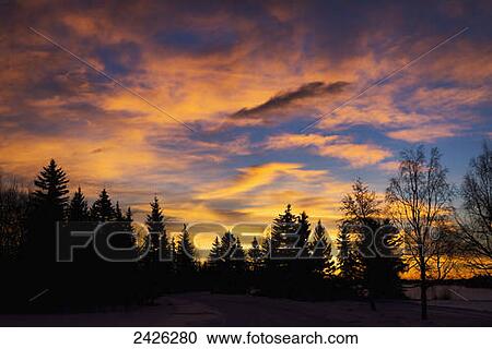 Dramatic fiery sunrise with orange and red clouds and silhouetted evergreen trees in the foreground; Calgary, Alberta, Canada View Large Photo Image Stock Image - Dramatic fiery sunrise with orange and red clouds and silhouetted evergreen trees in the foreground; Calgary, Alberta, Canada. Fotosearch