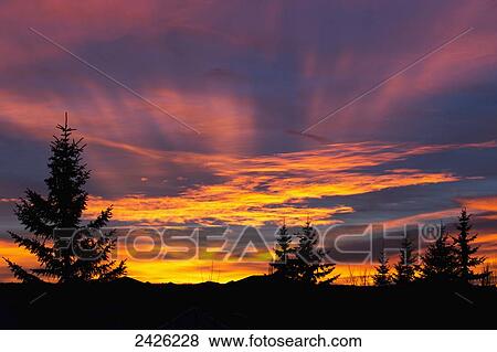 Stock Photo - Dramatic fiery sunset with orange and red clouds and silhouetted evergreen trees in the foreground; Calgary, Alberta, Canada. Fotosearch