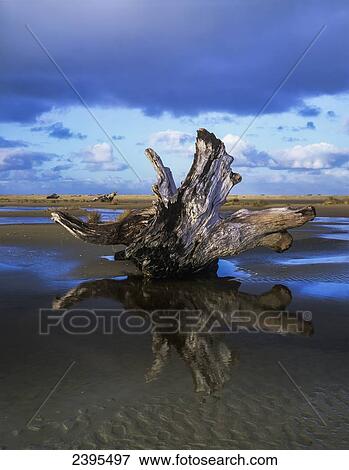 Driftwood found near Siltcoos Beach; Florence, Oregon, United States of America View Large Photo Image Stock Photo - Driftwood found near Siltcoos Beach; Florence, Oregon, United States of America. Fotosearch