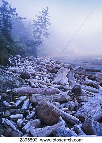 Driftwood piles deeply at North Cove; Charleston, Oregon, United States of America View Large Photo Image Stock Image - Driftwood piles deeply at North Cove; Charleston, Oregon, United States of America. Fotosearch