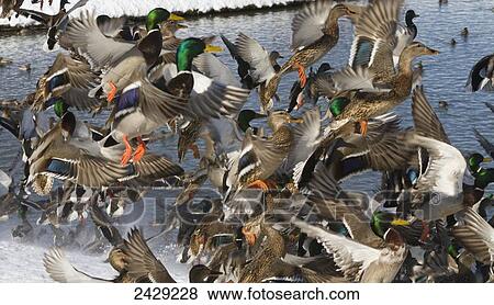 Ducks. Mallard ducks flush out've a pond in Anchorage during winter, 2012. Cuddy Park. Southcentral Alaska. View Large Photo Image Stock Photo - Ducks. Mallard ducks flush out've a pond in Anchorage during winter, 2012. Cuddy Park. Southcentral Alaska.. Fotosearch