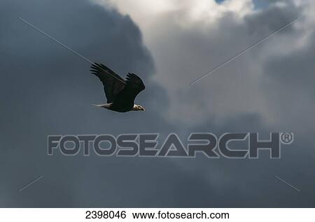 Eagle (Haliaeetus leucocephalus) in flight; Harrison River, British Columbia, Canada View Large Photo Image Stock Photograph - Eagle (Haliaeetus leucocephalus) in flight; Harrison River, British Columbia, Canada. Fotosearch