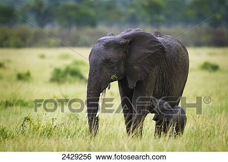 Stock Photograph - Elephant baby nursing on her mother standing in the rain at the serengeti plains; south africa. Fotosearch