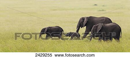 Elephant family on the move across the serengeti plain; South Africa View Large Photo Image Stock Photography - Elephant family on the move across the serengeti plain; South Africa. Fotosearch