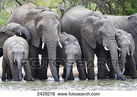 Elephant herd drinking at watering hole located at gomo gomo game lodge, near Kruger National Park; South Africa View Large Photo Image Stock Photo - Elephant herd drinking at watering hole located at gomo gomo game lodge, near Kruger National Park; South Africa. Fotosearch