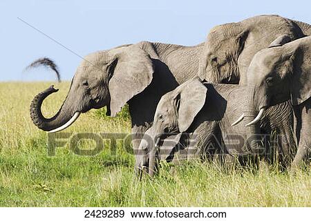 Stock Photo - Elephant herd, where one of the elephants sprays dirt on himself, Serengeti plains; Tanzania. Fotosearch