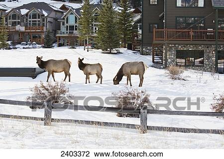 Elk herd wandering through the alpine village of Canmore; Canmore, Alberta, Canada View Large Photo Image Stock Image - Elk herd wandering through the alpine village of Canmore; Canmore, Alberta, Canada. Fotosearch