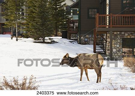Elk wandering through the alpine village of Canmore; Canmore, Alberta, Canada View Large Photo Image Stock Photography - Elk wandering through the alpine village of Canmore; Canmore, Alberta, Canada. Fotosearch