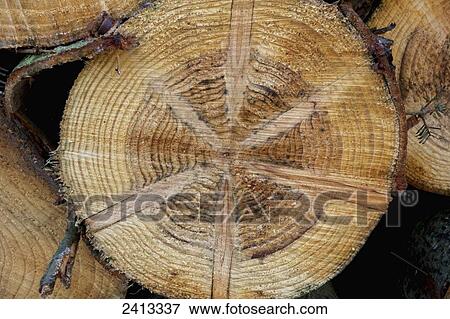 Stock Photo - End of a cut log; Surrey, England. Fotosearch