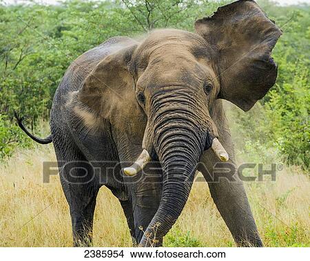 Picture - Excited elephant; Botswana. Fotosearch