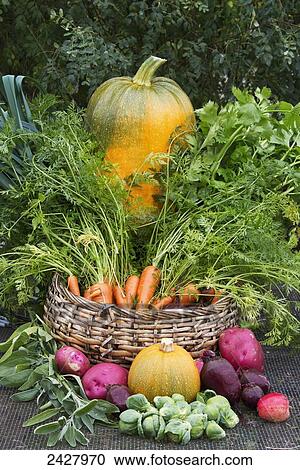 Fall harvest of carrots, pumpkin, squash, potatoes, herbs, brussel sprouts and beets in autumn; Palmer, Alaska, United States of America View Large Photo Image Stock Image - Fall harvest of carrots, pumpkin, squash, potatoes, herbs, brussel sprouts and beets in autumn; Palmer, Alaska, United States of America. Fotosearch