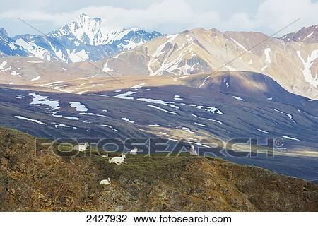 Family of Dall Sheep (Ovis Dalli) look out over Polychrome Pass in Denali National Park in springtime; Alaska, United States of America View Large Photo Image Stock Image - Family of Dall Sheep (Ovis Dalli) look out over Polychrome Pass in Denali National Park in springtime; Alaska, United States of America. Fotosearch
