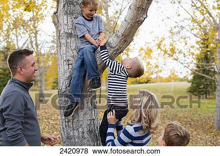 Family of young boys climbing tree under parent's supervision; Edmonton, Alberta, Canada View Large Photo Image Stock Photo - Family of young boys climbing tree under parent's supervision; Edmonton, Alberta, Canada. Fotosearch