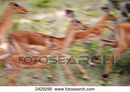 Fast moving african deer wildlife, located at gomo gomo game lodge; South Africa View Large Photo Image Stock Image - Fast moving african deer wildlife, located at gomo gomo game lodge; South Africa. Fotosearch
