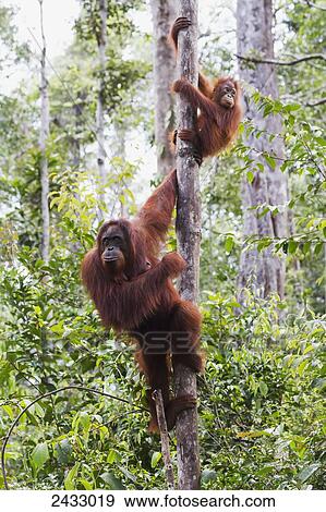 Female and juvenile Bornean orangutan (Pongo pygmaeus) at Camp Leaky, Tanjung Puting National Park, Central Kalimantan, Borneo, Indonesia View Large Photo Image Stock Photo - Female and juvenile Bornean orangutan (Pongo pygmaeus) at Camp Leaky, Tanjung Puting National Park, Central Kalimantan, Borneo, Indonesia. Fotosearch