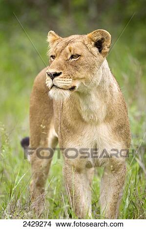 Female lion on the prowl at the serengeti plains; Tanzania View Large Photo Image Picture - Female lion on the prowl at the serengeti plains; Tanzania. Fotosearch