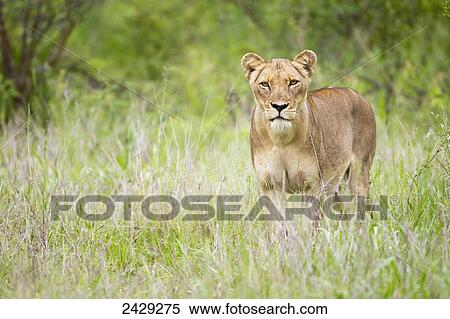 Stock Photography - Female lion on the prowl at the serengeti plains, staring directly into the camera; Tanzania. Fotosearch