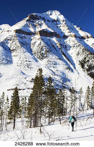 Female snowshoeing with poles in open forest with snow covered mountain and blue sky; Banff, Alberta, Canada View Large Photo Image Stock Photo - Female snowshoeing with poles in open forest with snow covered mountain and blue sky; Banff, Alberta, Canada. Fotosearch
