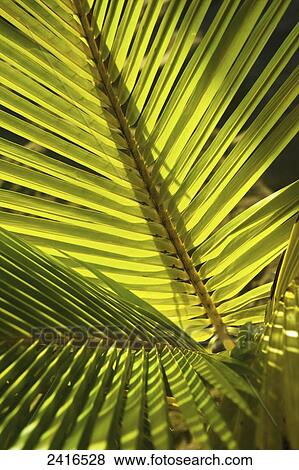 Stock Photo - Fern fronds backlit in the sunlight; Carlisle Bay, Antigua. Fotosearch
