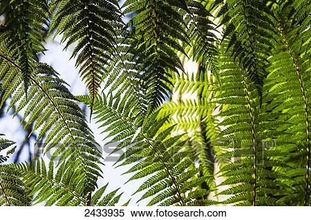 Stock Photography - Fern in Bali Botanic Garden, Bedugul, Bali, Indonesia. Fotosearch