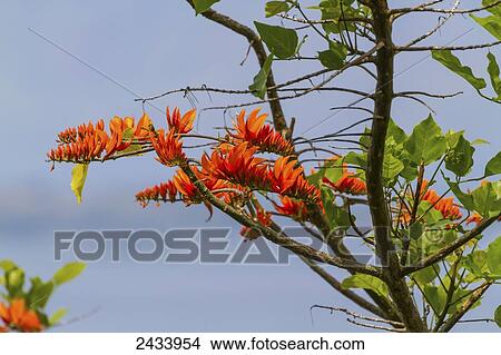 Flame tree, Panar Butan, North Sumatra, Indonesia View Large Photo Image Picture - Flame tree, Panar Butan, North Sumatra, Indonesia. Fotosearch