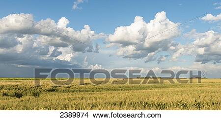 Flat farmland on the prairies; Lorette, Manitoba, Canada View Large Photo Image Picture - Flat farmland on the prairies; Lorette, Manitoba, Canada. Fotosearch