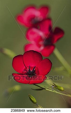 Stock Photo - Flax (Linum usitatissimum) blooms in a garden; Astoria, Oregon, United States of America. Fotosearch