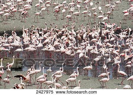 Flocks of Lesser Flamingos (Phoenicopterus minor) gather on a salt lick in Arusha National Park; Arusha, Tanzania View Large Photo Image Stock Photography - Flocks of Lesser Flamingos (Phoenicopterus minor) gather on a salt lick in Arusha National Park; Arusha, Tanzania. Fotosearch