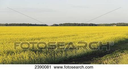 Stock Image - Flowering canola field; Oak Bluff, Manitoba, Canada. Fotosearch