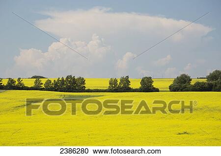 Flowering canola field with a row of trees with blue sky and large storm clouds in the background; Airdrie, Alberta, Canada View Large Photo Image Stock Image - Flowering canola field with a row of trees with blue sky and large storm clouds in the background; Airdrie, Alberta, Canada. Fotosearch