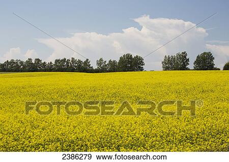 Flowering canola field with a row of trees with blue sky and large storm clouds in the background; Airdrie, Alberta, Canada View Large Photo Image Stock Photo - Flowering canola field with a row of trees with blue sky and large storm clouds in the background; Airdrie, Alberta, Canada. Fotosearch
