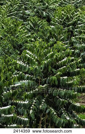 Flowering coffee trees; Holualoa, Island of Hawaii, Hawaii, United States of America View Large Photo Image Stock Photo - Flowering coffee trees; Holualoa, Island of Hawaii, Hawaii, United States of America. Fotosearch