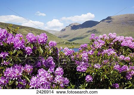 Picture - Flowers blossoming on a shrub on the shore of Killary Harbour; County Galway, Ireland. Fotosearch