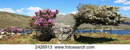 Flowers blossoming on trees on the shore of Killary Harbour; County Galway, Ireland View Large Photo Image Stock Image - Flowers blossoming on trees on the shore of Killary Harbour; County Galway, Ireland. Fotosearch